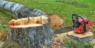 Best Arborist Consultation Services  in Highland Heights, OH