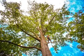 Best Fruit Tree Pruning  in Highland Heights, OH