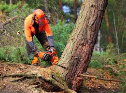 Best Aeration Services  in Highland Heights, OH