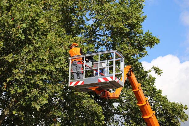 Highland Heights, OH Tree Services Company