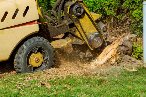 Best Weed Control  in Highland Heights, OH