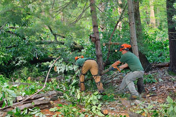 Best Tree Cabling and Bracing  in Highland Heights, OH