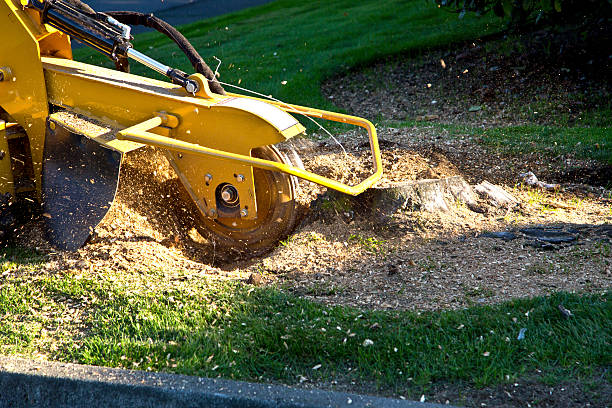 How Our Tree Care Process Works  in  Highland Heights, OH
